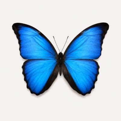 Morpho Tarot Mail Club