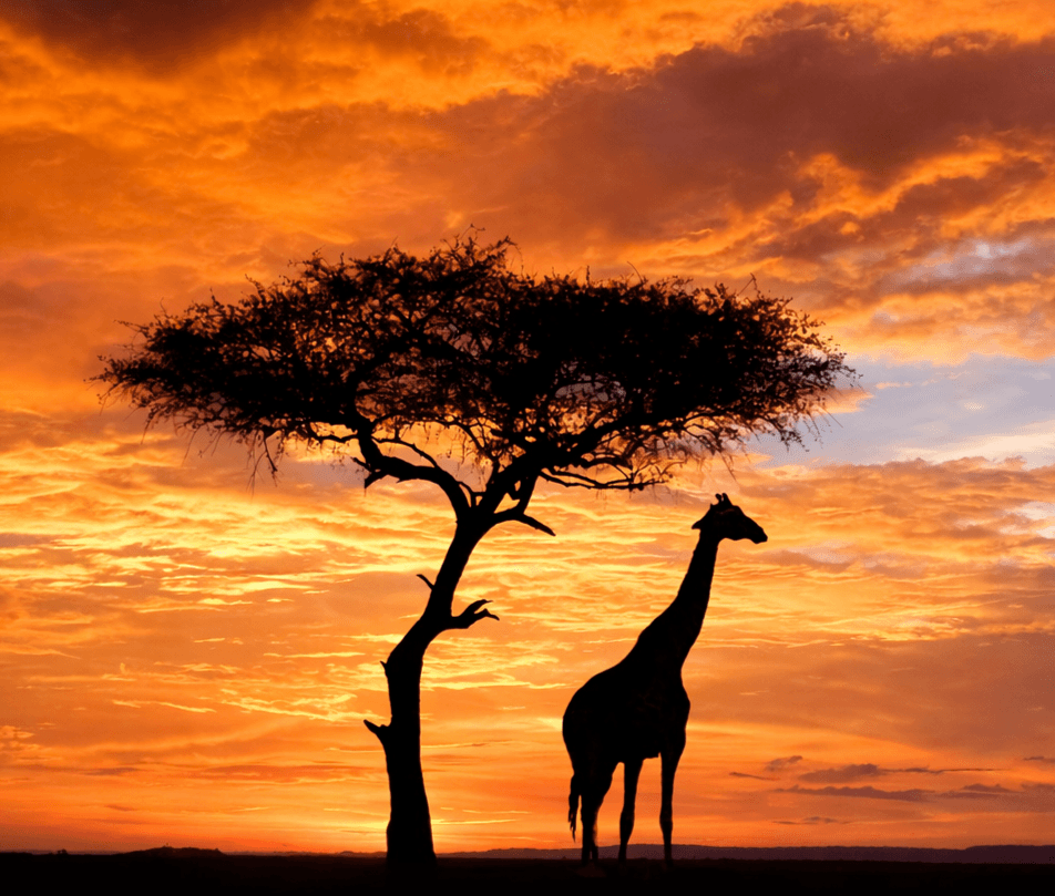 A Story Told by the Lamplight 🪔