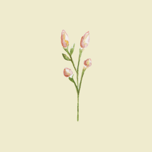 Bud