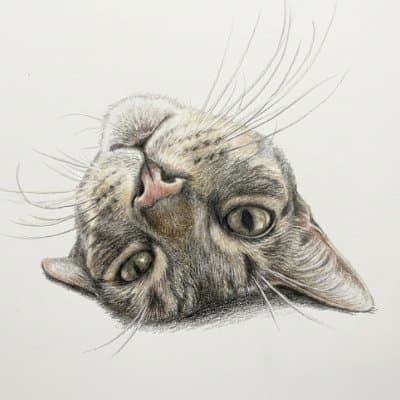 Kitty Collectors
